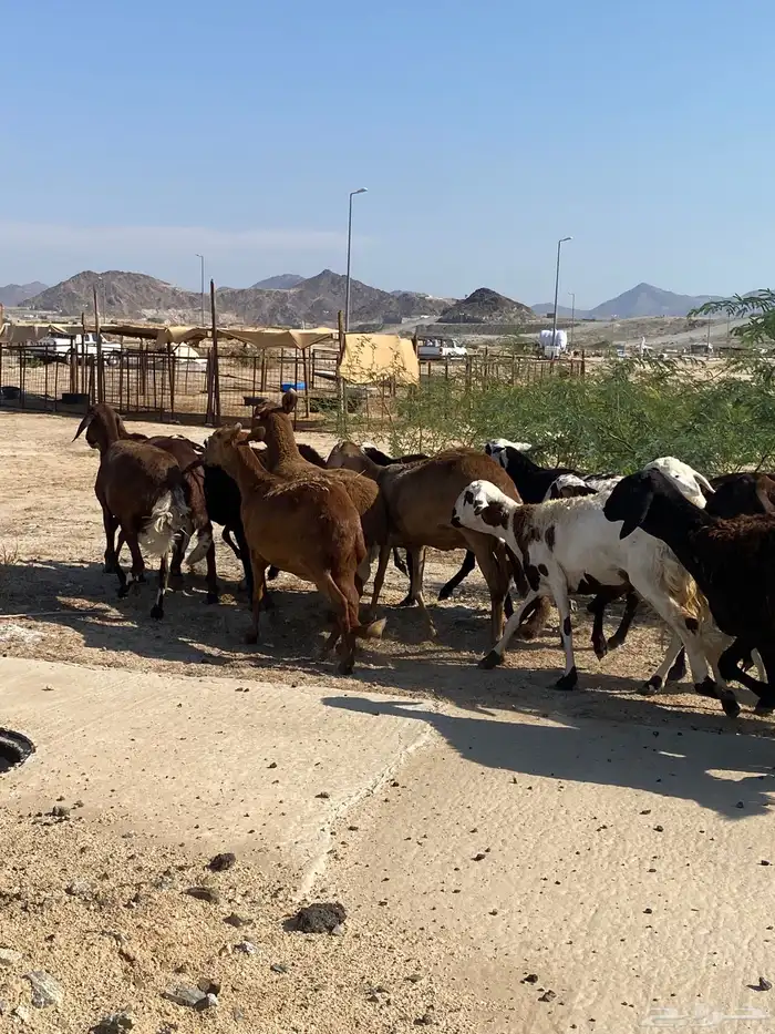 سواكن خلفات ودفيع 9