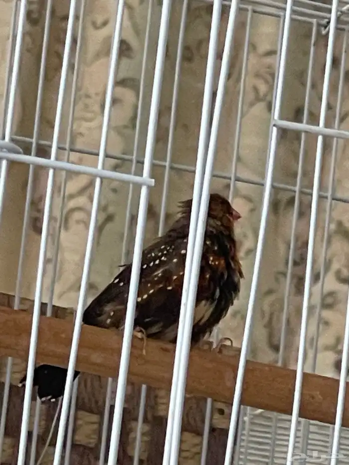 جوز عندليب وجوز زيبرا فراولة 7