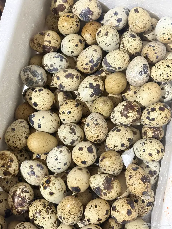 بيض سمان تكساس بيور 0