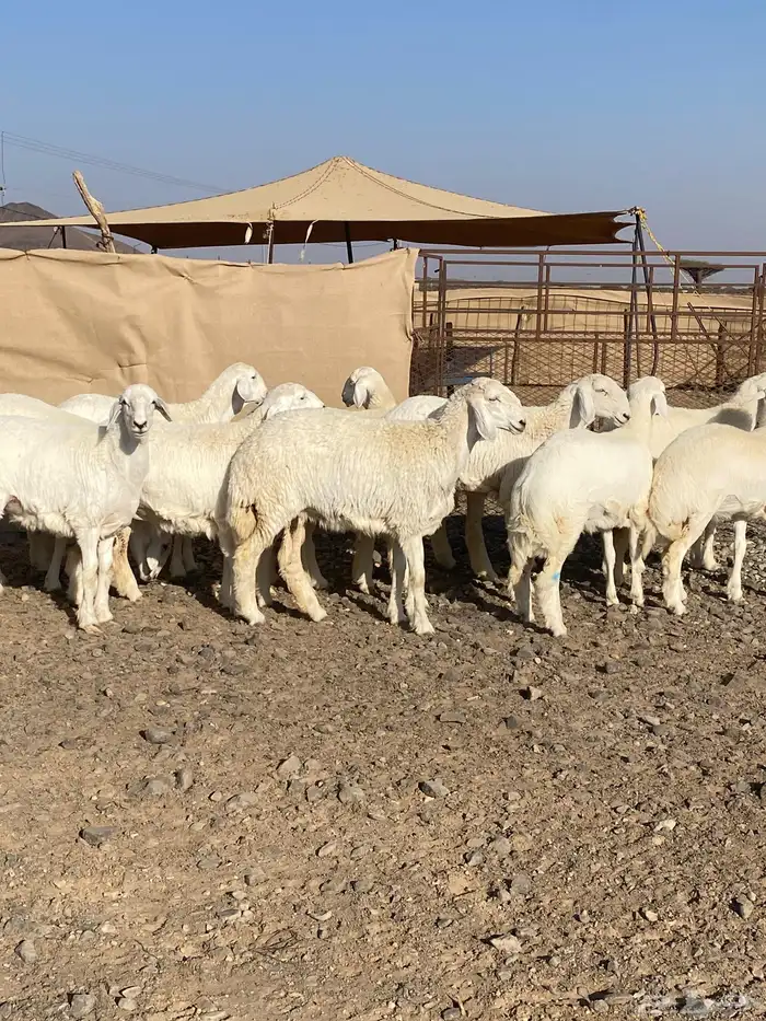 رخال حريات فواخر تاسيس مراح 2