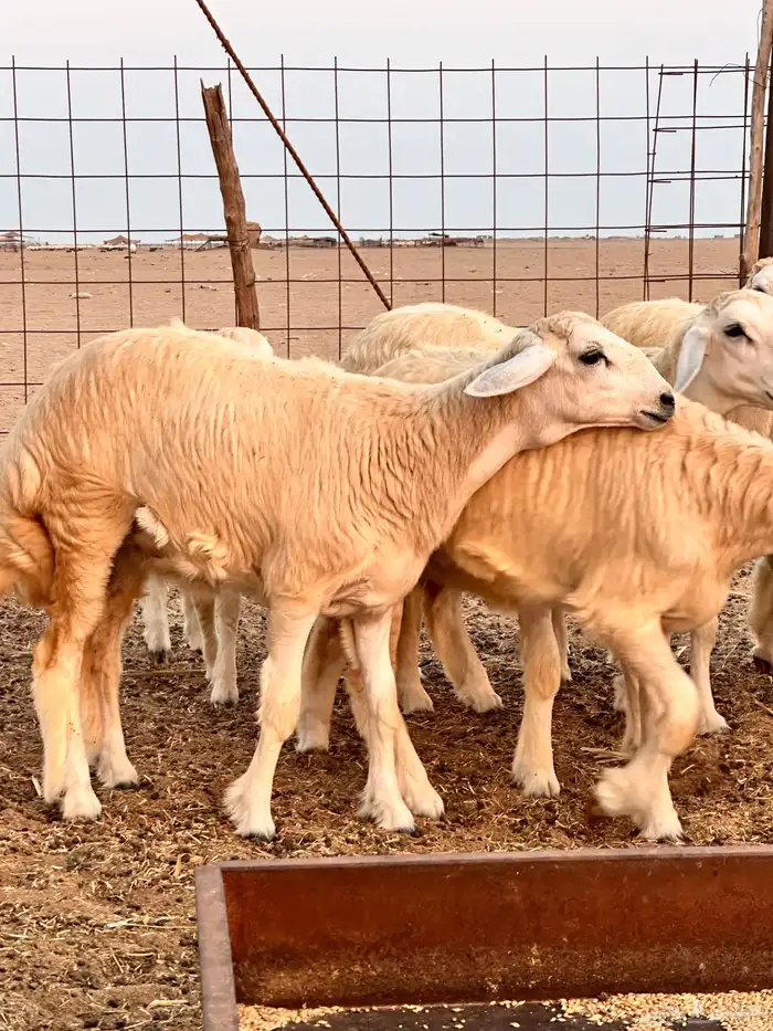 رخال العدد 12 1