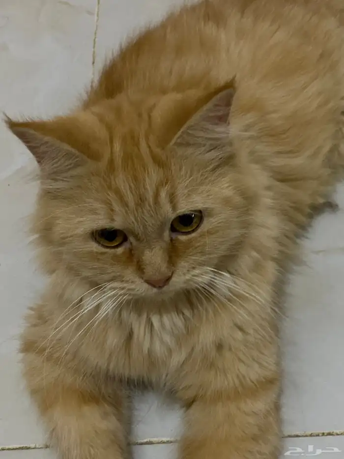 انثى شيرازي تبني 0