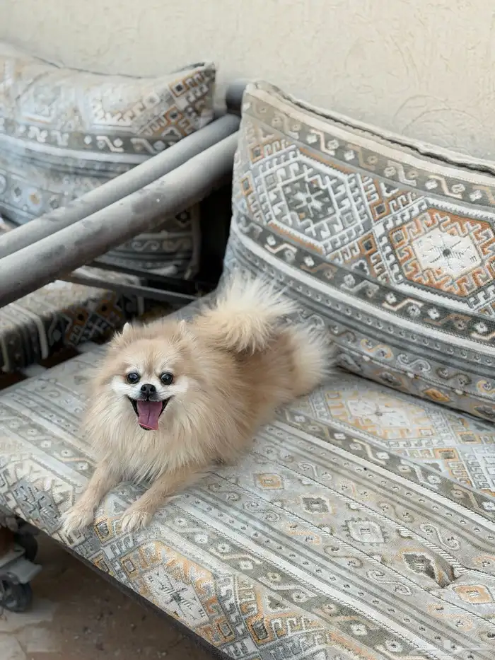 انثى بومرينيان تيدي فيس 0