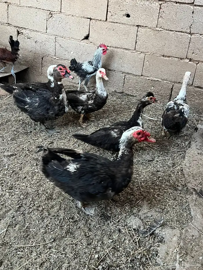 للبيع بط مصري يبيض 1