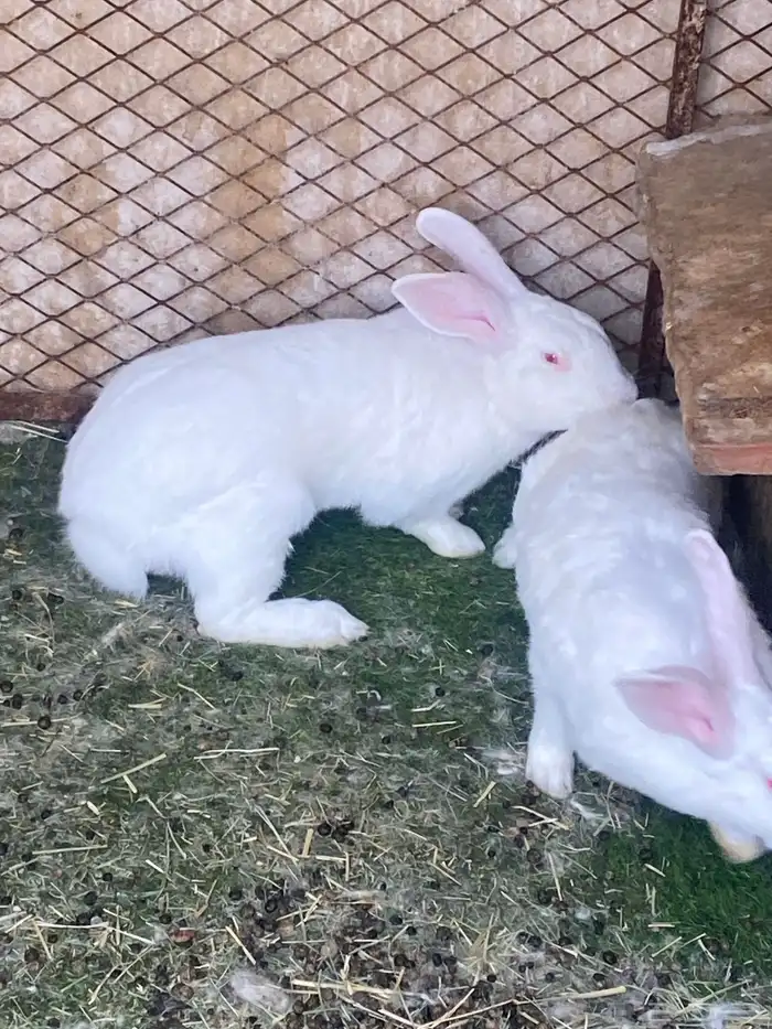 ارانب للبيع 0