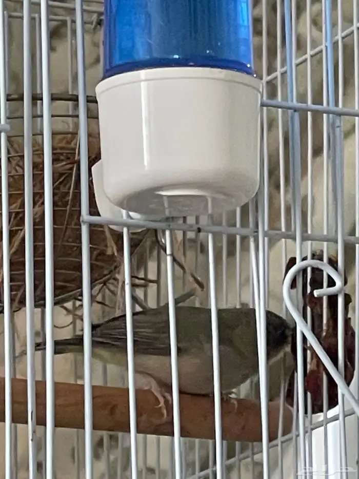 جوز عندليب وجوز زيبرا فراولة 4