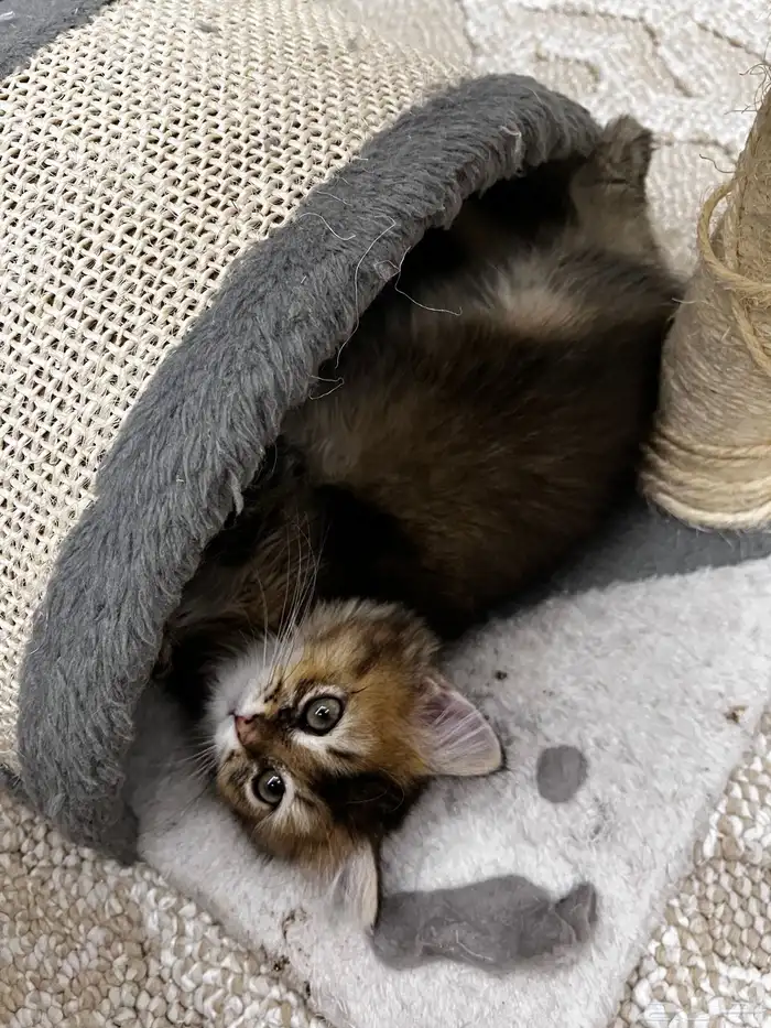 سكوتش بيور استريت مطعم ب500 0