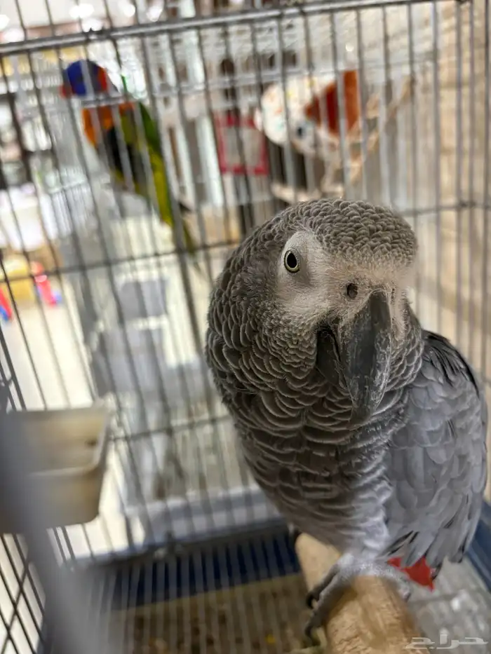 بغبغاء كاسكو أفريقي (African Grey Parrot 2