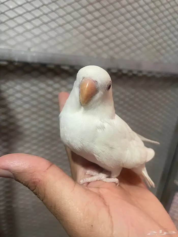 فرخ روز البينو غر 2