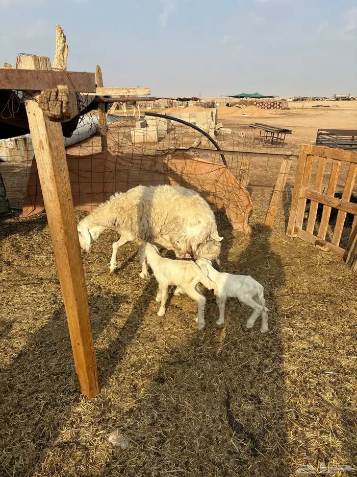 حرية معها 2 0