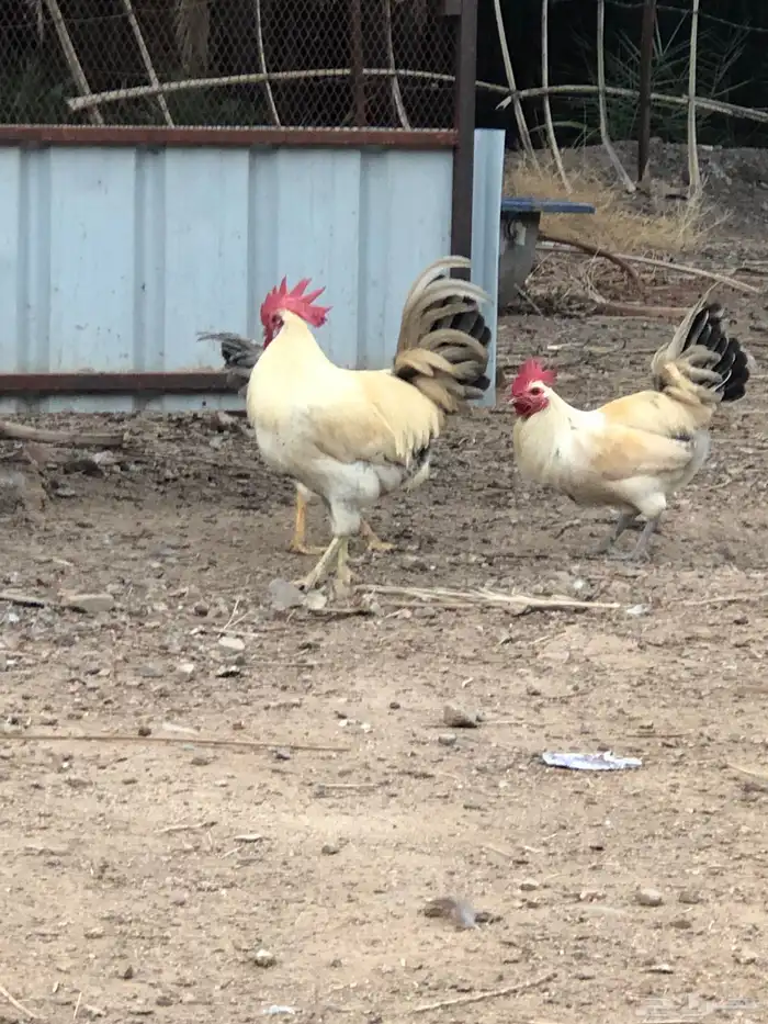 ديكه للبيع 4