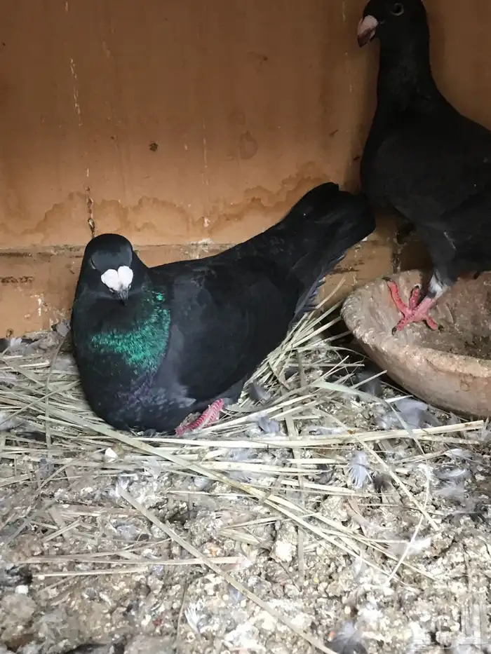 وحشي وهومر وعبسي وبربري 4