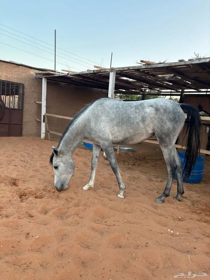 مهره عربيه اصيله ( واهو ) 2