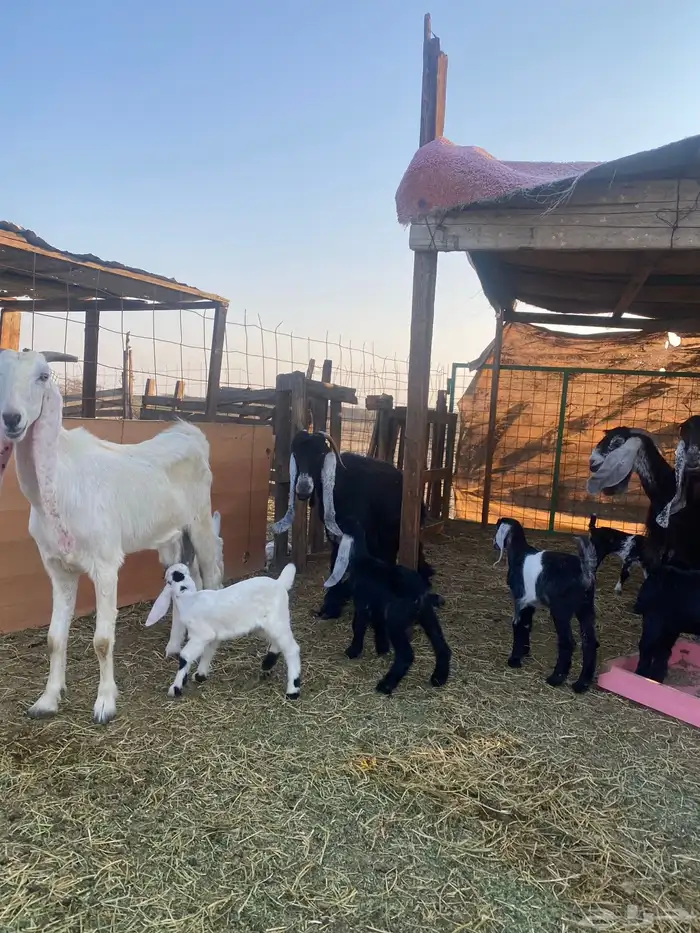 للبيع معزا ولد عوارض طيبه 5