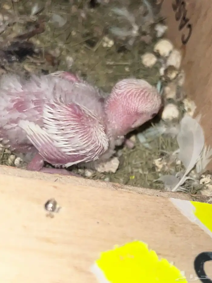 فرخ روز البينو 1