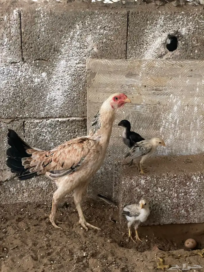 دجاج باكستاني 0