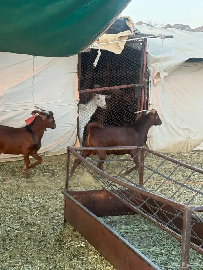 4 تيوس دهم كفو مغلقه 6