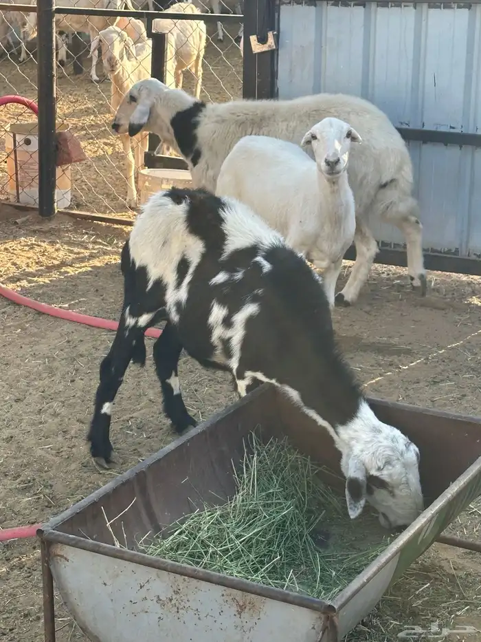 ضان مشروطه 2