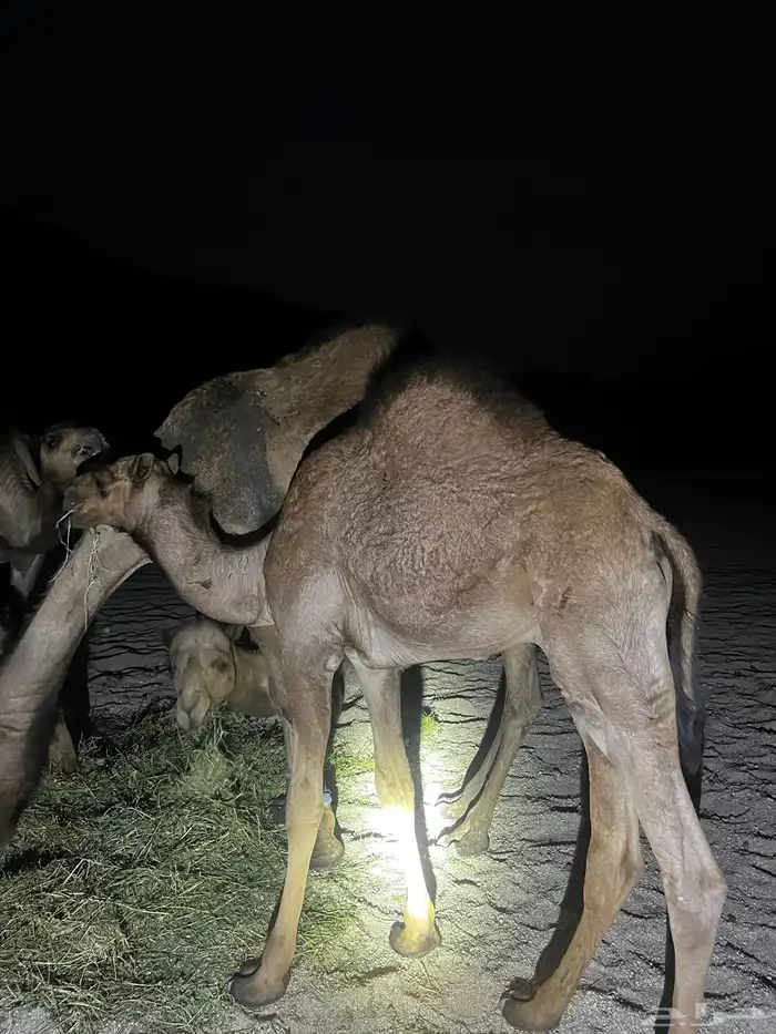 قعدان للبيع فل شحم 0