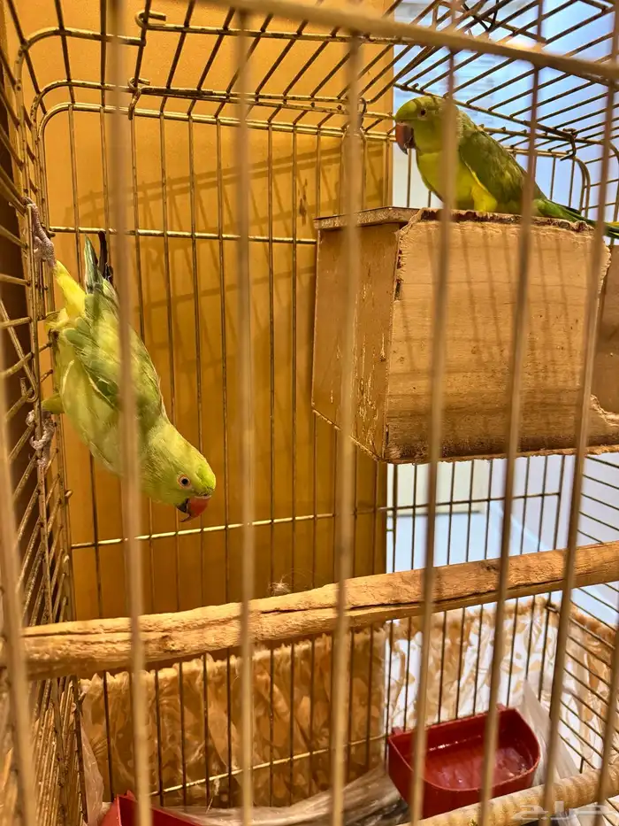 ببغاء الدرة ( زوج ) 2