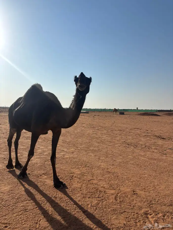 للبيع لقحه مجهم منيحة طيبة 2