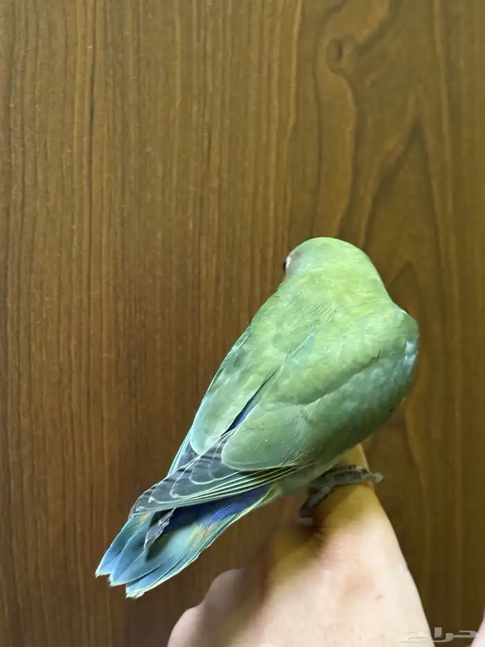 ببغاء روز أليفف 3