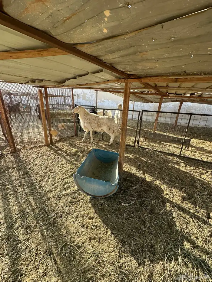 فحل ينسف شرط 2