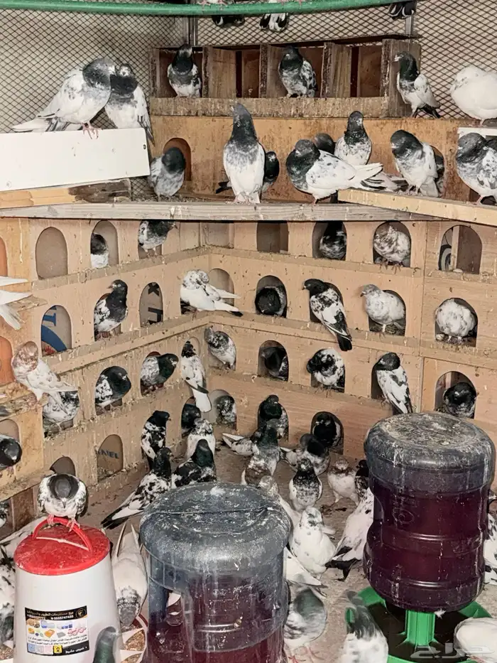 حمام باكستاني 5