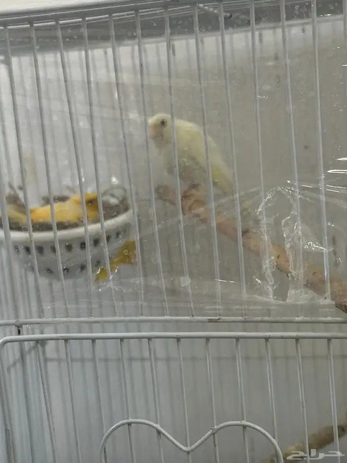 جوز منتج لأول مرة بصحة جيدة البيع دون القفص 1