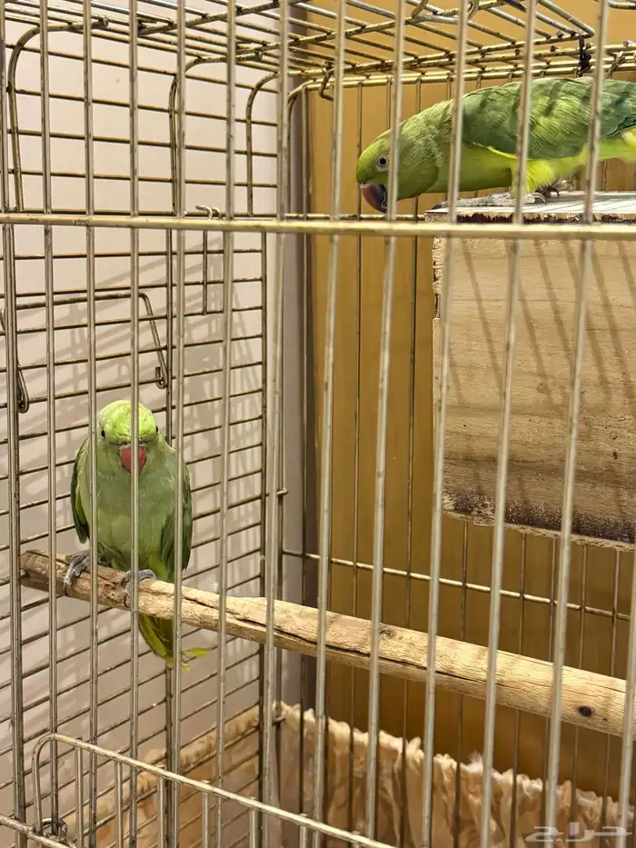 ببغاء الدرة ( زوج ) 3