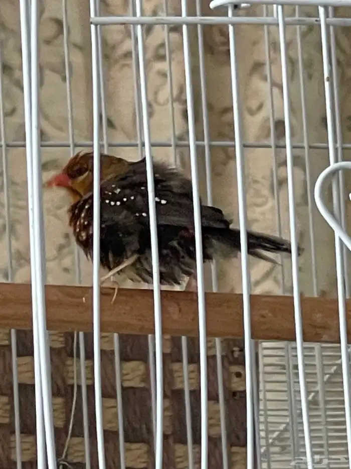 جوز عندليب وجوز زيبرا فراولة 0