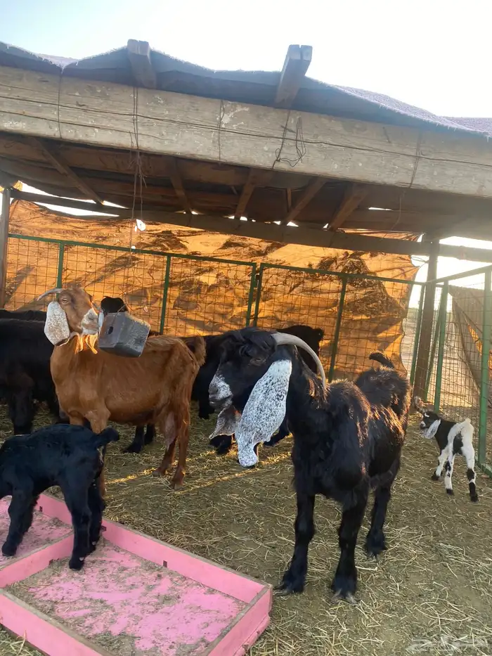 للبيع معزا ولد عوارض طيبه 26