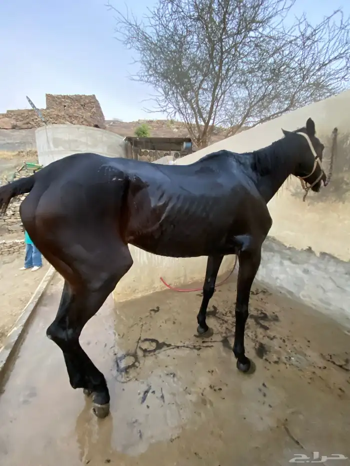 حصان انقليزي 0