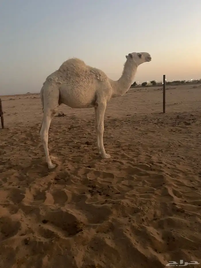 قعود باتلي 0