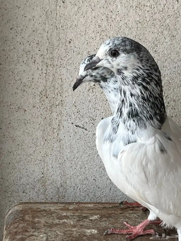 السلام عليكم اعرض لكم زوج بتيرا طبه باقي عليه ريشه مطير شرط 0