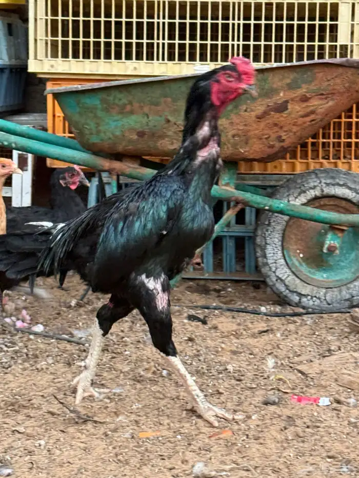 ديك باكستاني سندي 2