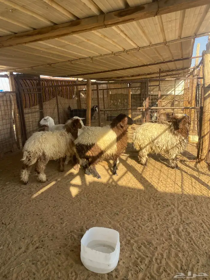 رخال نعيم وحريه ظهورها طيبه 4