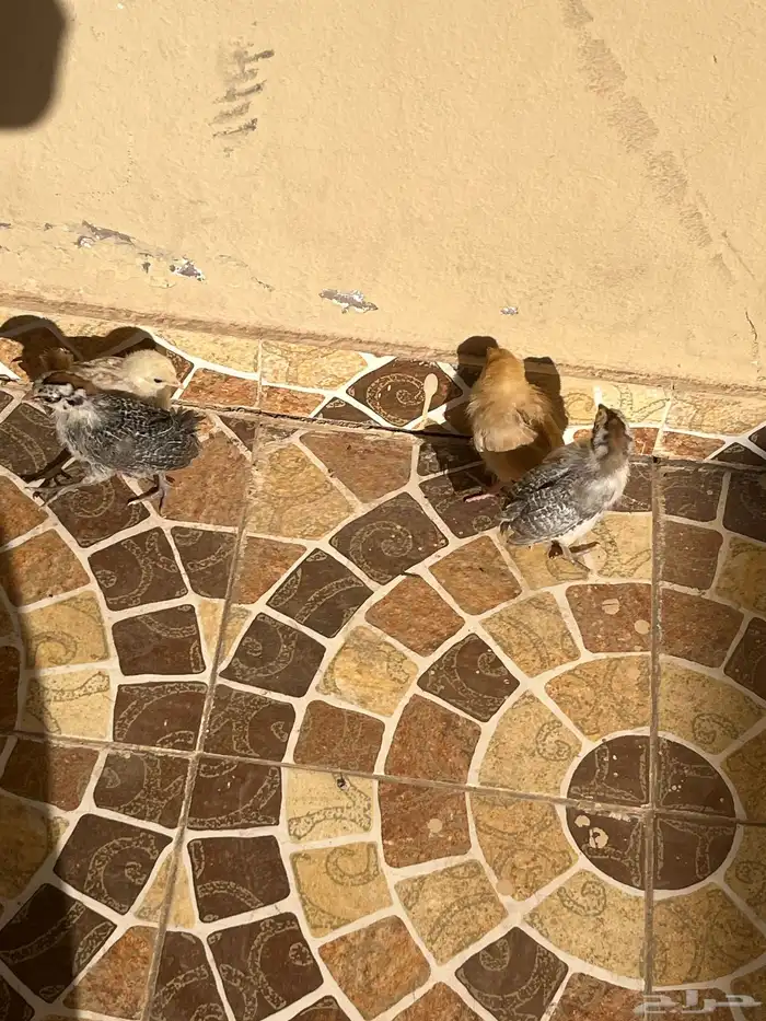 صيصن للبيع ا 1