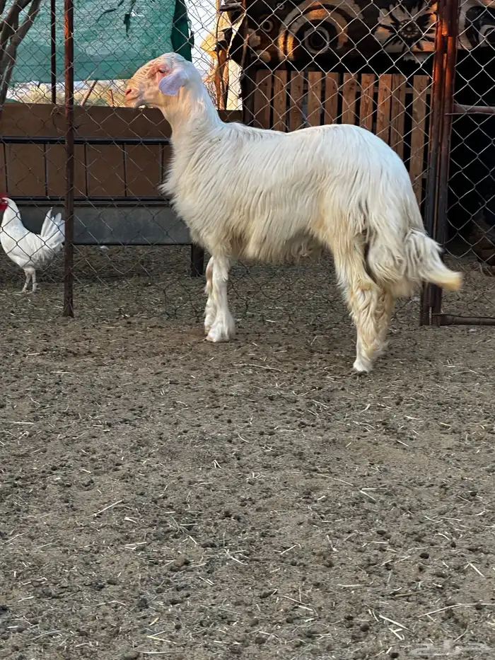 تم البيع تم البيع تم البيع مشروع فحل اصفر ابرص 1