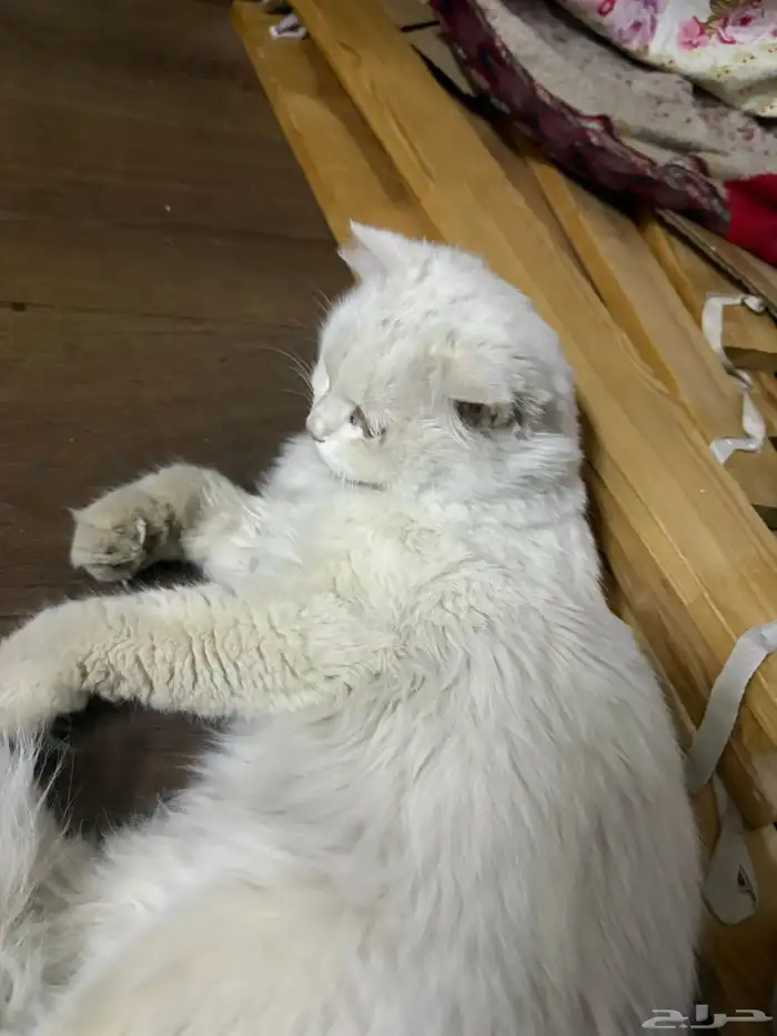 بسة للتبني عمره 8 شهور 1