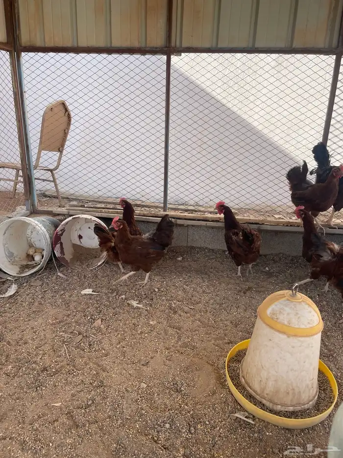 دجاج فرنسي 0