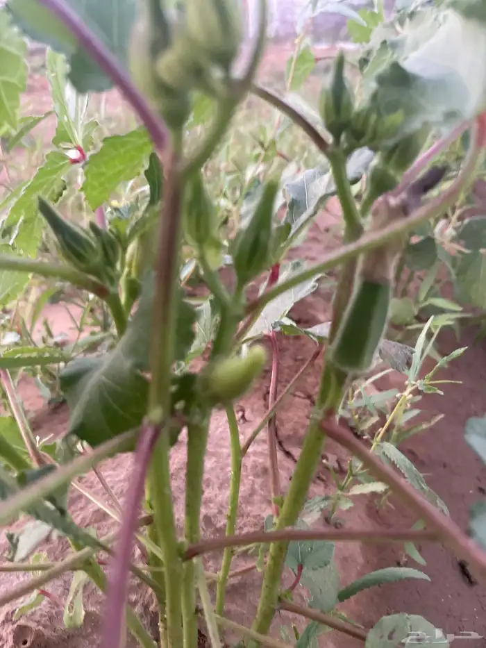 باميه بلدي 2