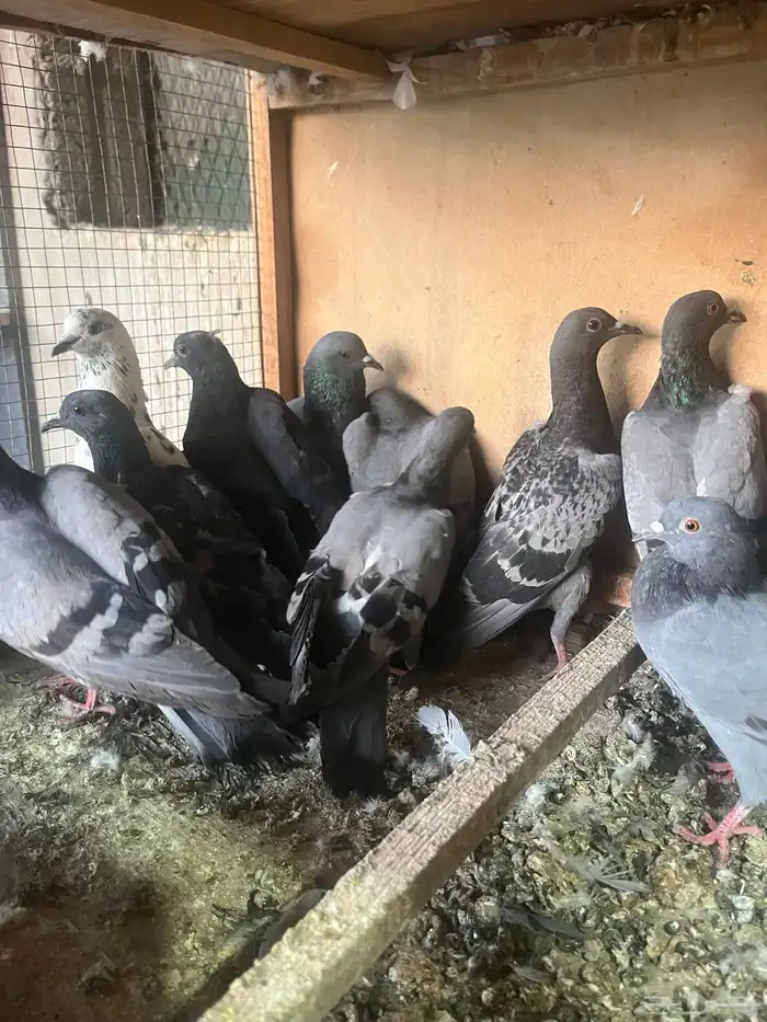 حمام سوادي 1