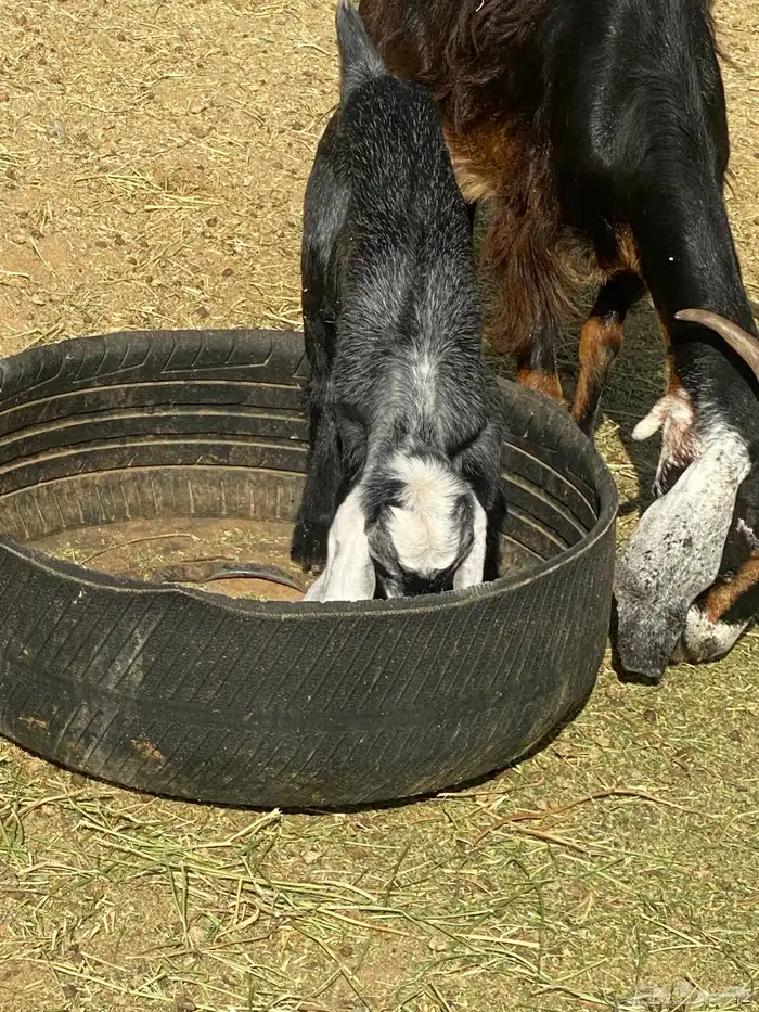 لبيع تيس عمره شهر 2