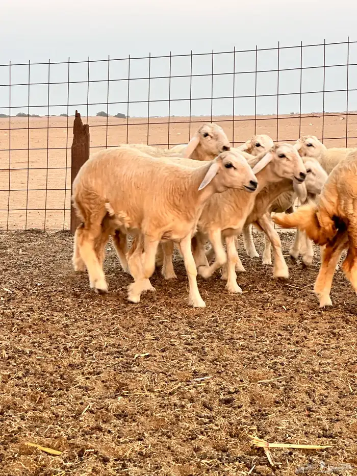 رخال العدد 12 2