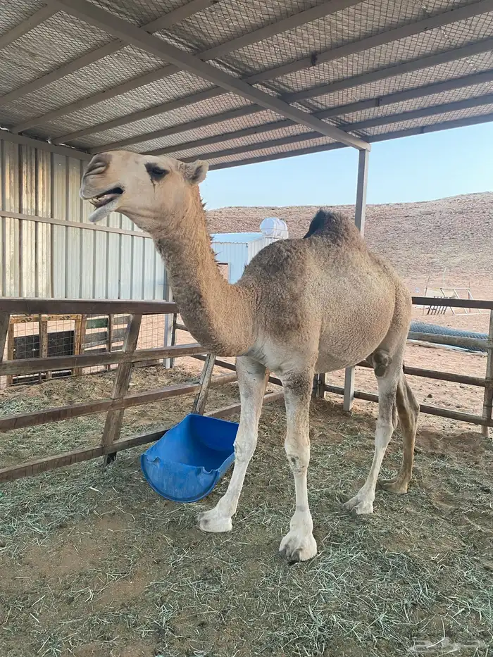 قعود باتلي للبيع سنه وعشره شهور فحل يصلح ذمه وذبح 0