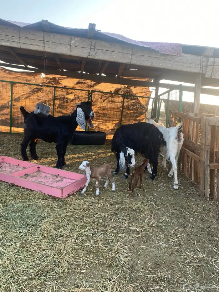 للبيع معزا ولد عوارض طيبه 24