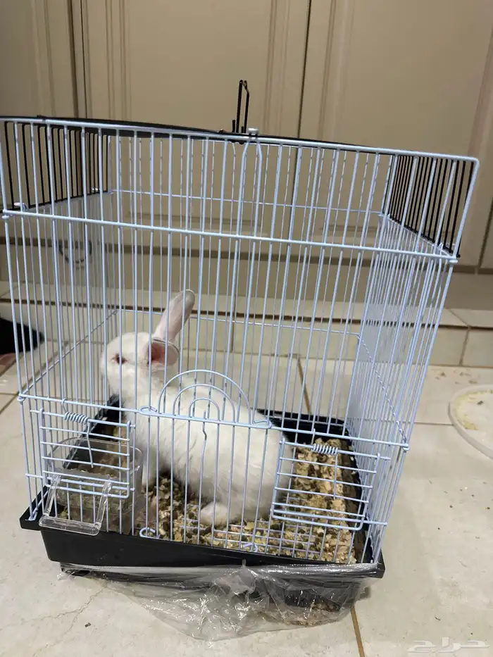 ارنب للبيع 1