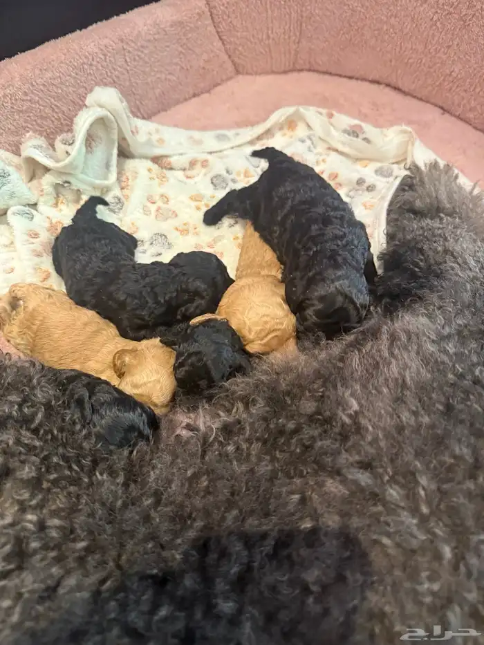 كلب بودل بيور مستويات 4