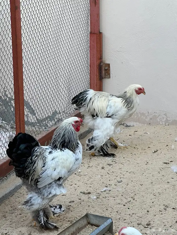 للبيع ديكين برهما كولمبي (كونك) اصلي 4